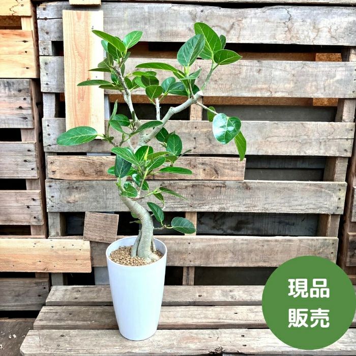 観葉植物現品販売