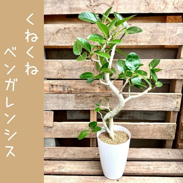 観葉植物現品販売