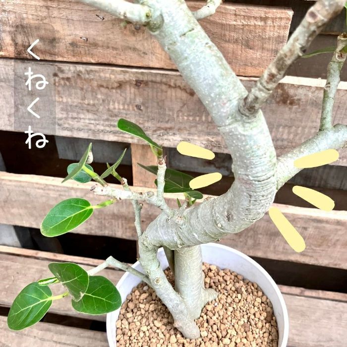 観葉植物現品販売