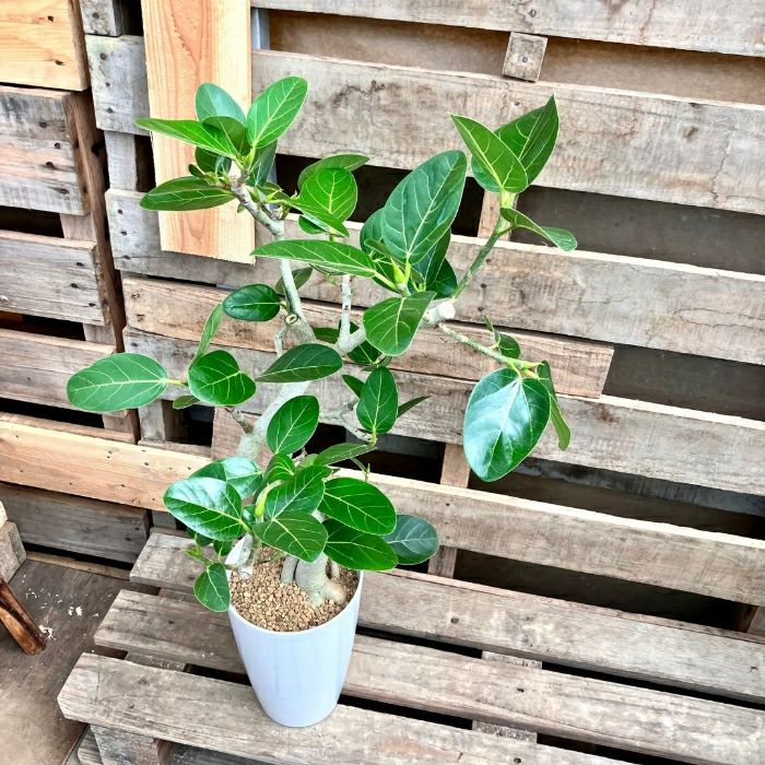 観葉植物現品販売