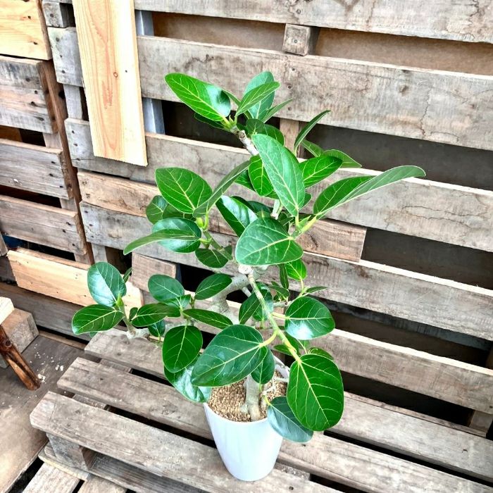 観葉植物現品販売