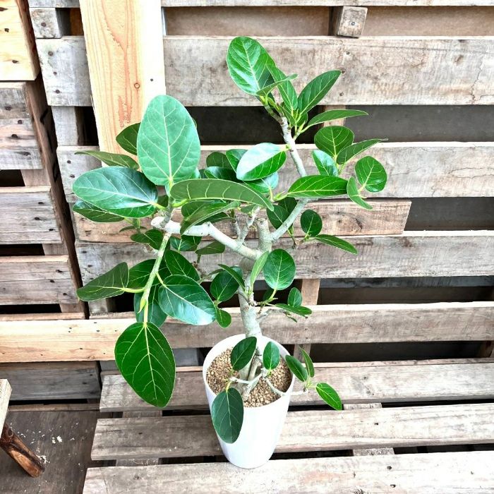 観葉植物現品販売