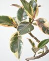 フィカス・エラスティカ・ティネケ セメントシリンダーポット 観葉植物
