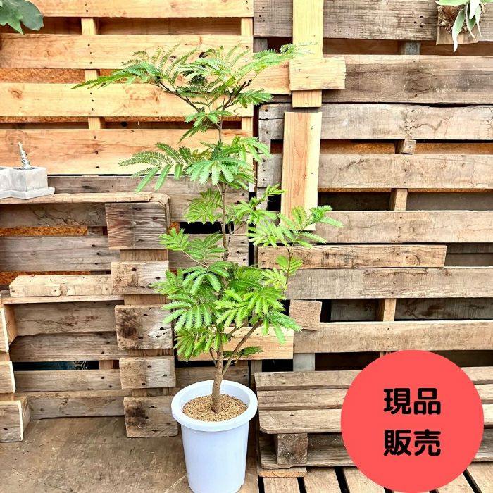 観葉植物現品販売