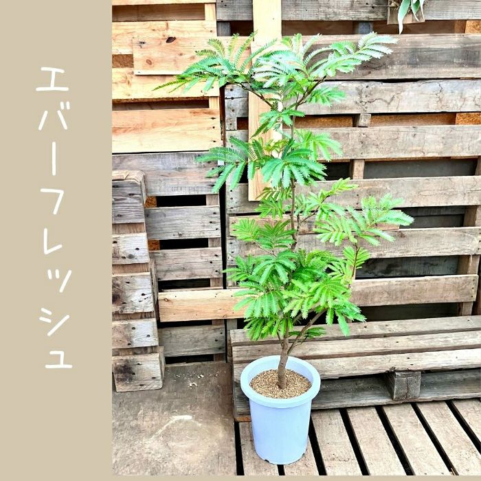 観葉植物現品販売