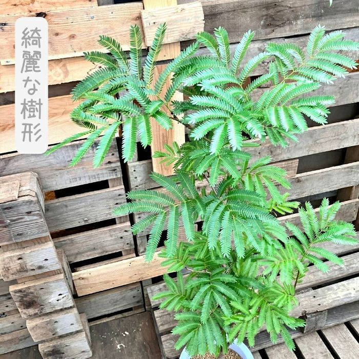 観葉植物現品販売