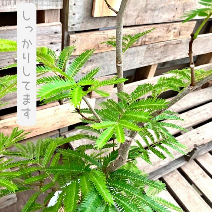 観葉植物現品販売