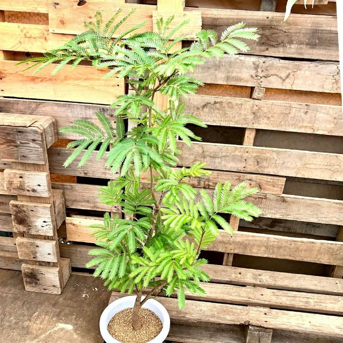 観葉植物現品販売