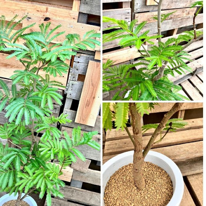 観葉植物現品販売