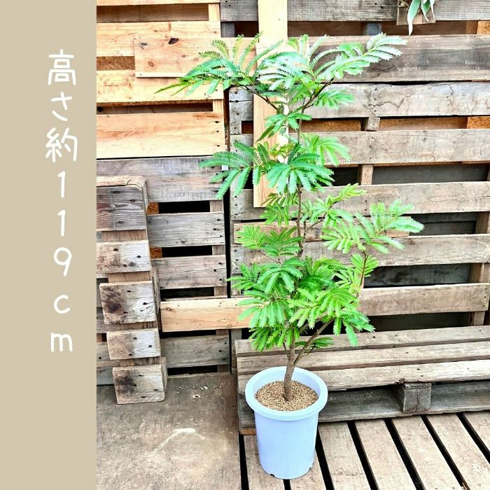 観葉植物現品販売