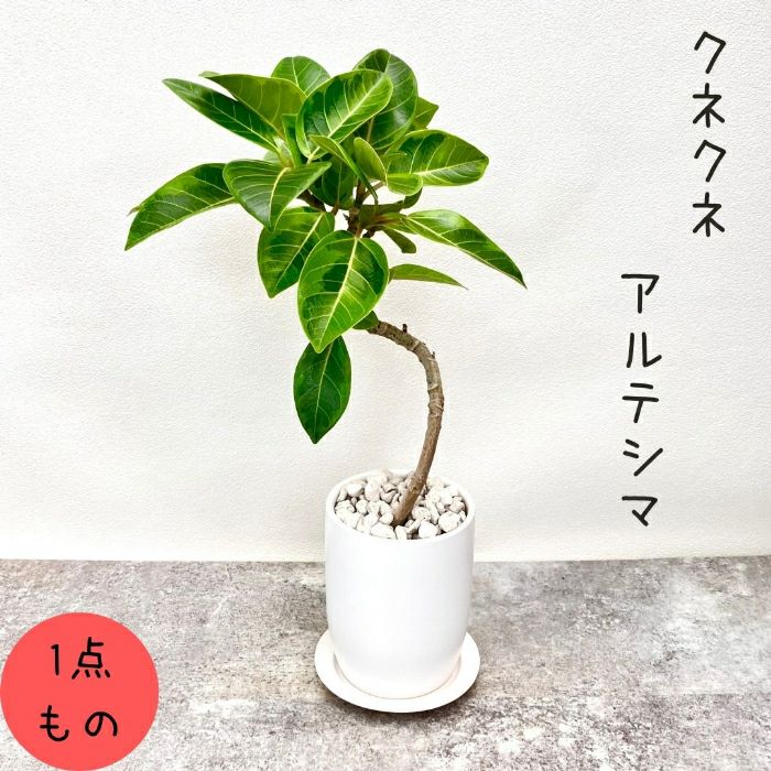 観葉植物現品販売