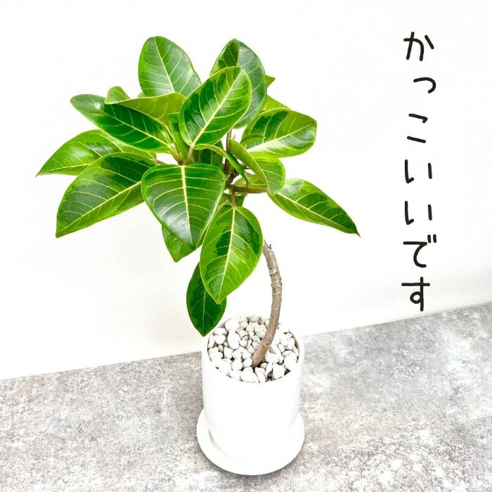 観葉植物現品販売