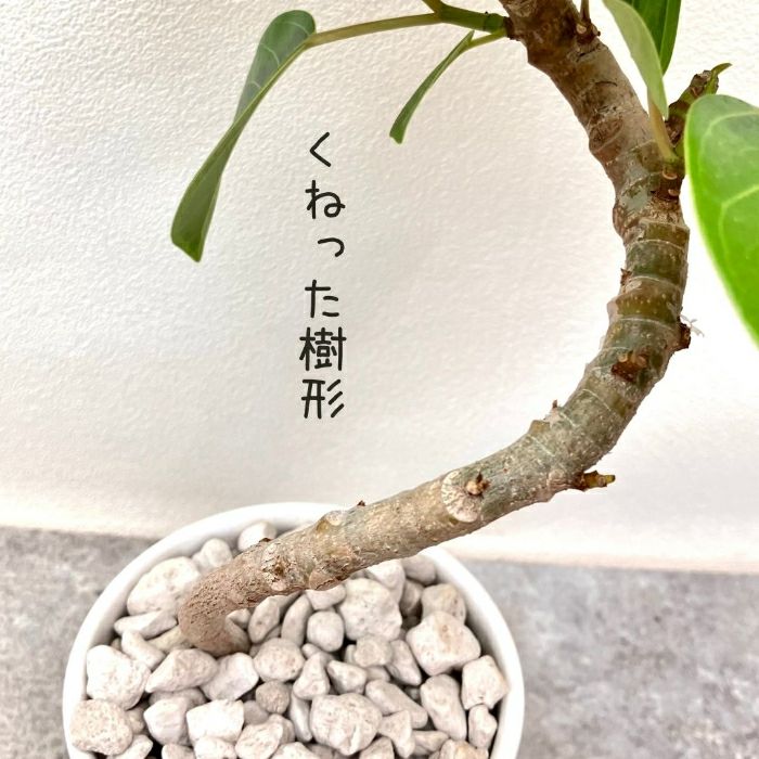 観葉植物現品販売