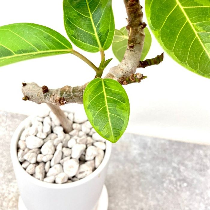 観葉植物現品販売