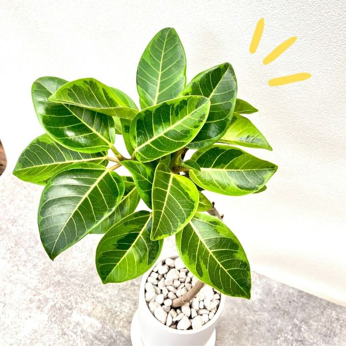 観葉植物現品販売