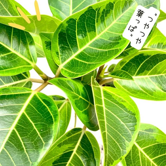 観葉植物現品販売