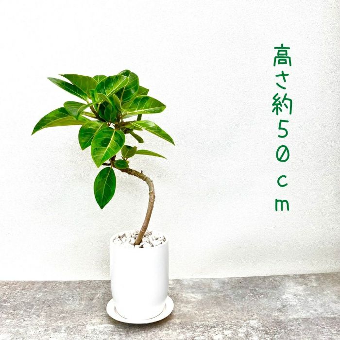 観葉植物現品販売