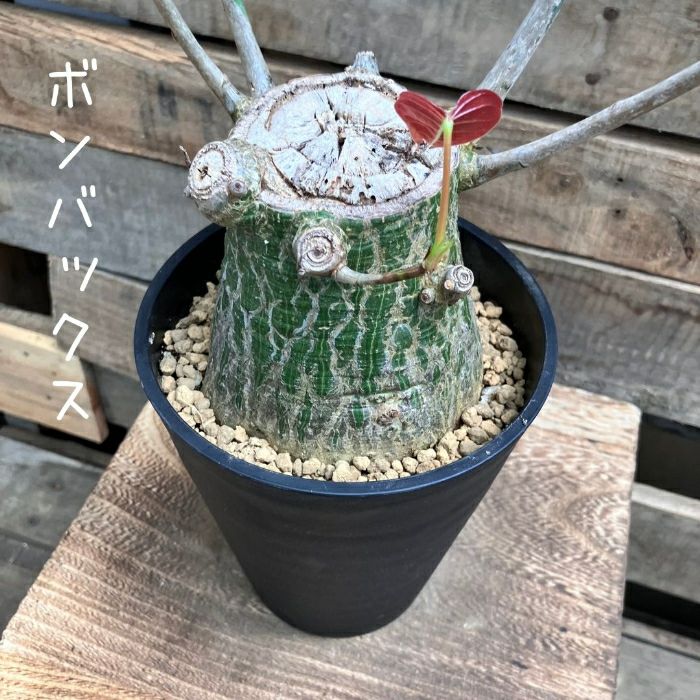 観葉植物現品販売