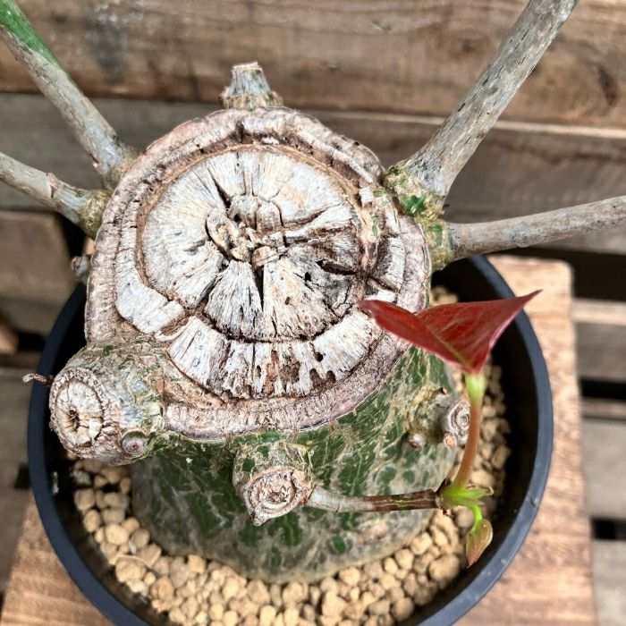 観葉植物現品販売