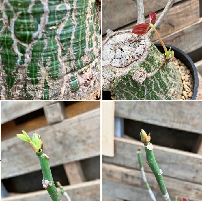 観葉植物現品販売