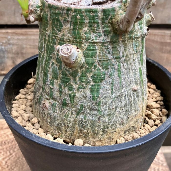 観葉植物現品販売