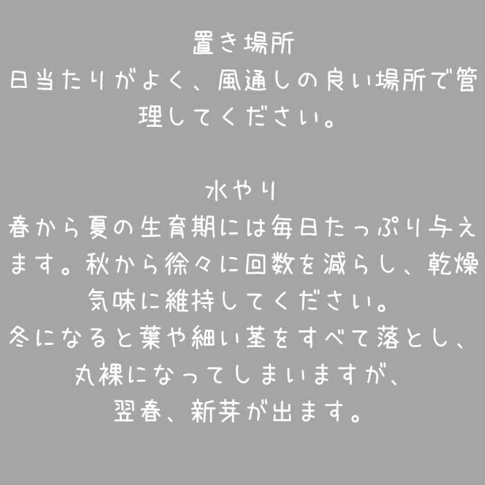 観葉植物現品販売