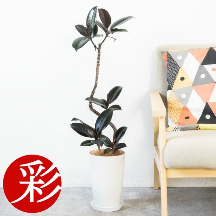 フィカス・バーガンディ 曲がり樹形 7号プラ鉢ロングポット 観葉植物