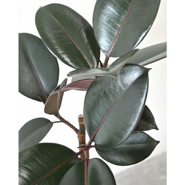 フィカス・バーガンディ 曲がり樹形 7号プラ鉢ロングポット 観葉植物