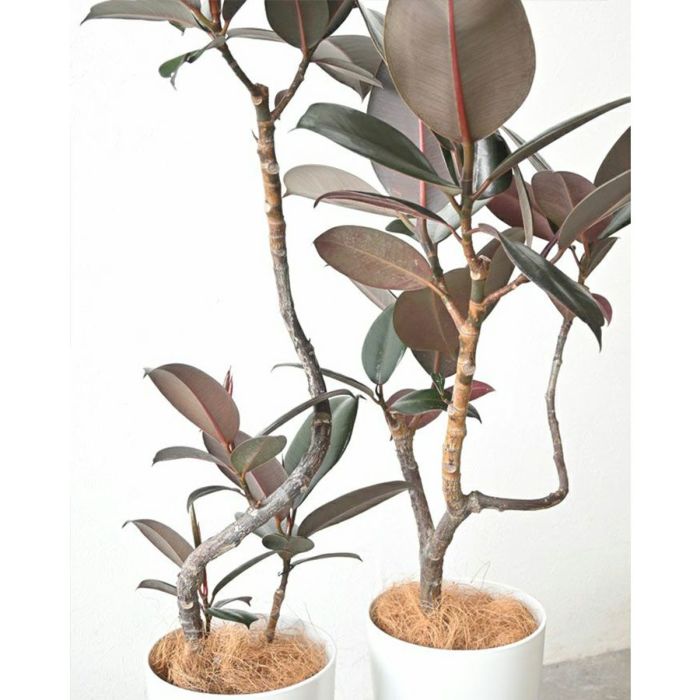 フィカス・バーガンディ 曲がり樹形 7号プラ鉢ロングポット 観葉植物