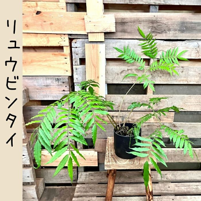 観葉植物現品販売