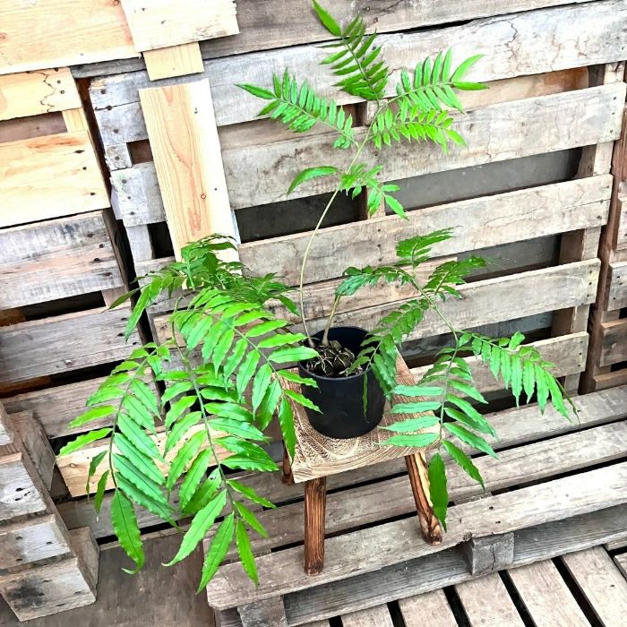 観葉植物現品販売