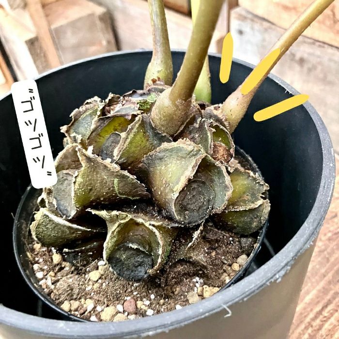 観葉植物現品販売