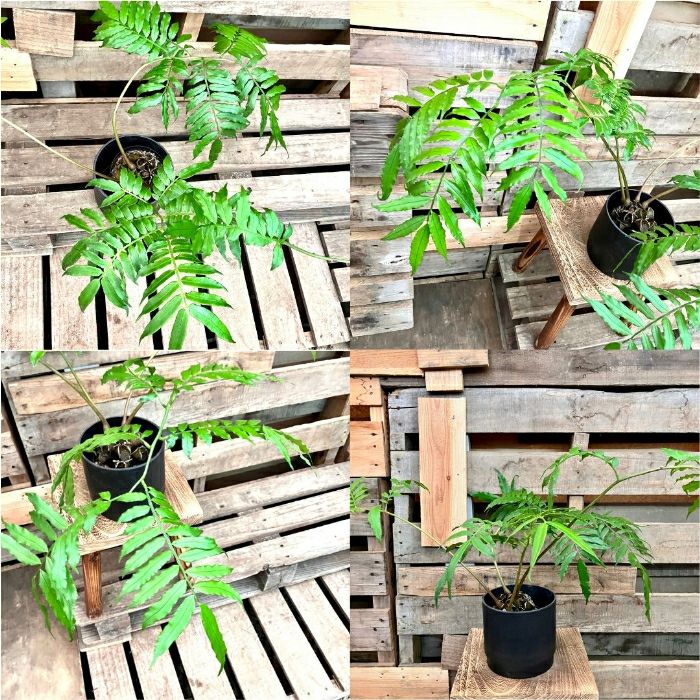 観葉植物現品販売