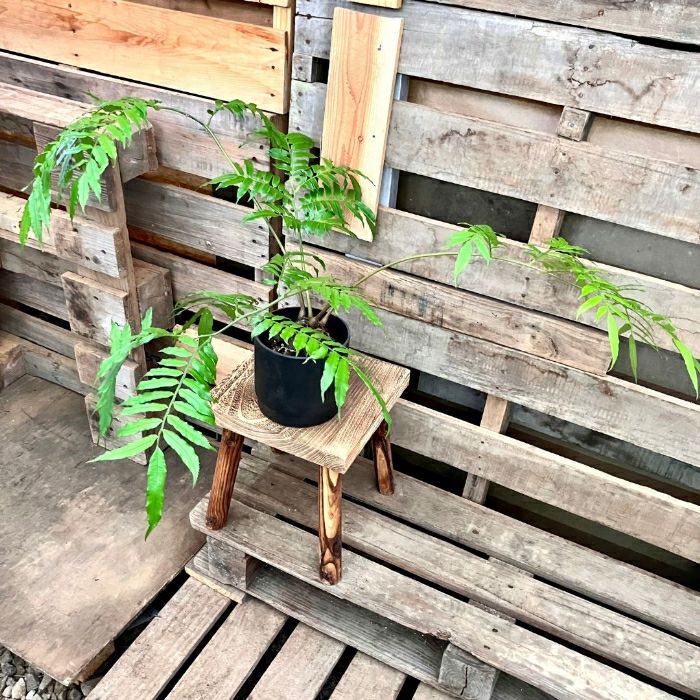 観葉植物現品販売