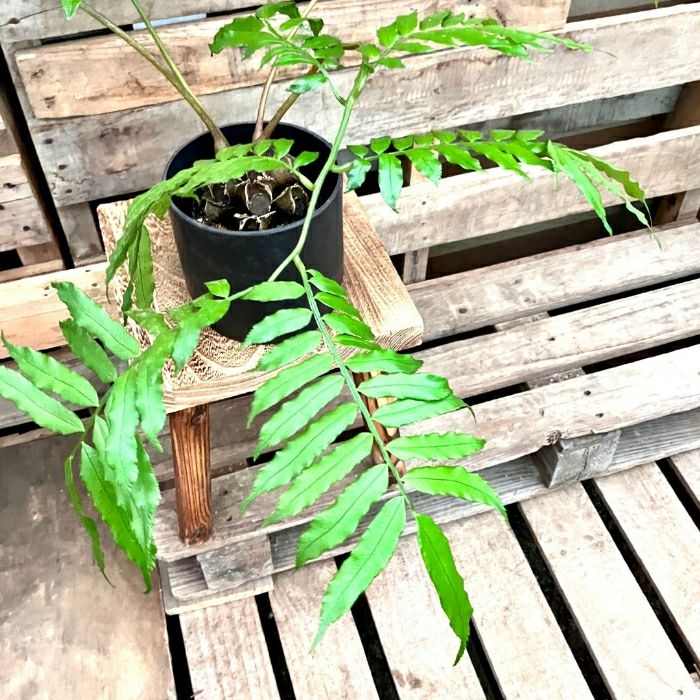 観葉植物現品販売
