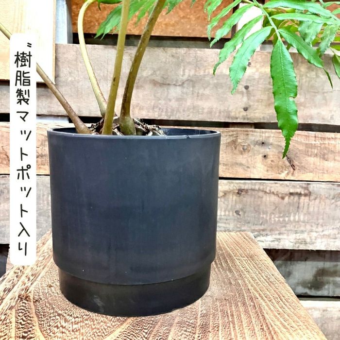 観葉植物現品販売