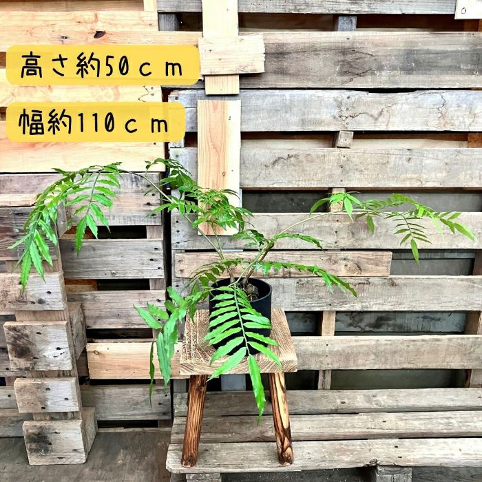 観葉植物現品販売