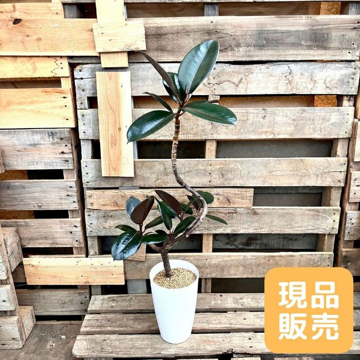 観葉植物現品販売