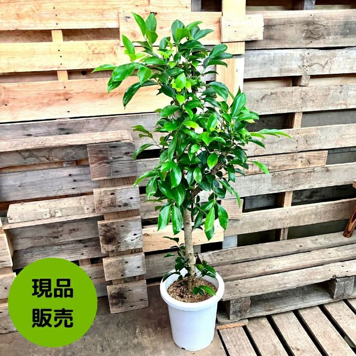 観葉植物現品販売