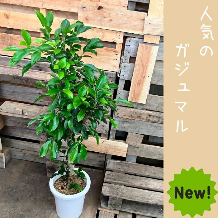 観葉植物現品販売