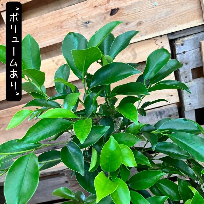 観葉植物現品販売