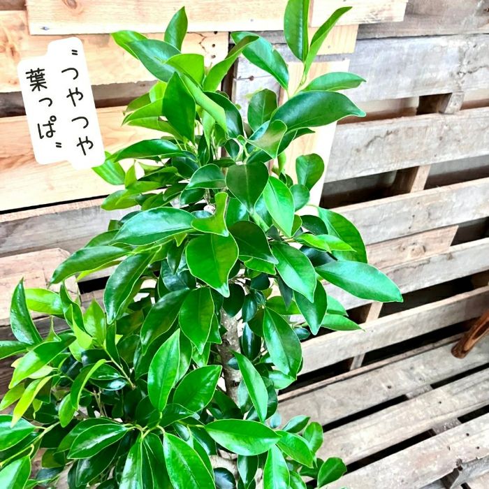 観葉植物現品販売