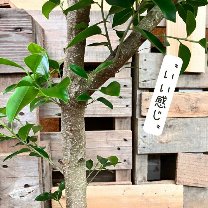 観葉植物現品販売