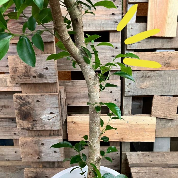 観葉植物現品販売