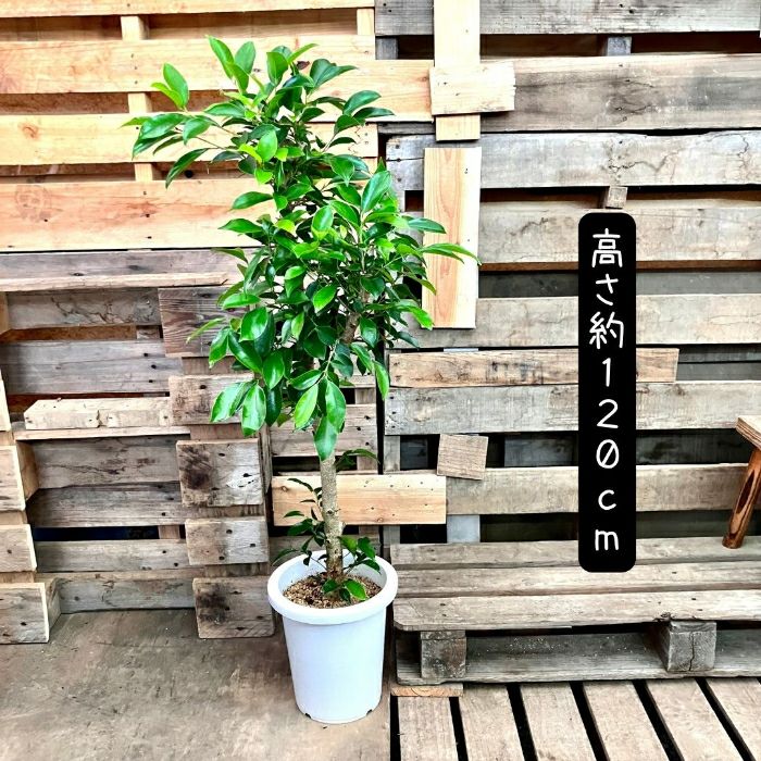 観葉植物現品販売