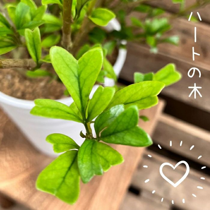 観葉植物現品販売