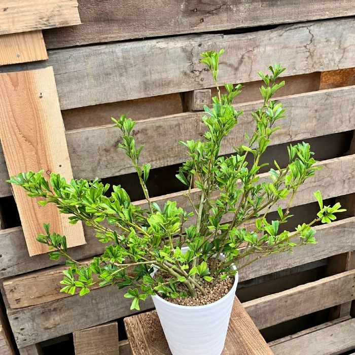 観葉植物現品販売