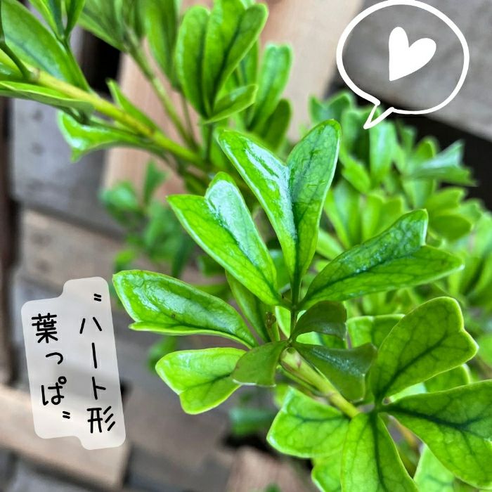 観葉植物現品販売