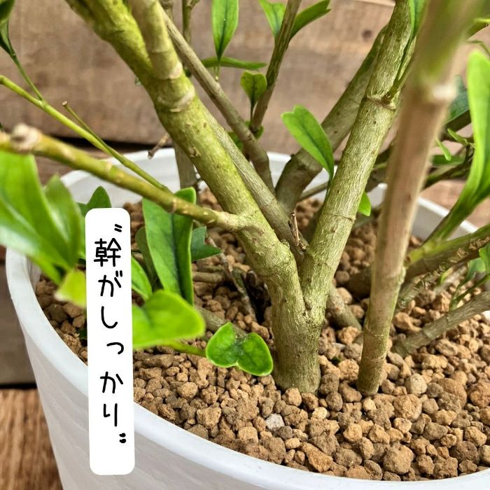 観葉植物現品販売