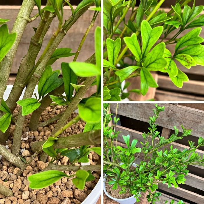 観葉植物現品販売